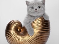2,5 Aylık British Shorthair