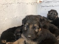 Yüksek kalitede safkan alman kurdu