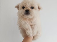 Maltipoo yavru köpekler