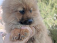 Temel itaat eğitimli pomeranian yavrular