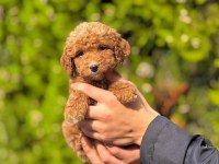 Dişi Erkek Safkan Poodle