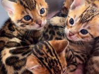 SAFKAN BENGAL KEDİSİ YAVRULAR