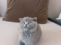 British Shorthair Dişi