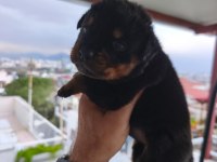 Rottweiler yavruları