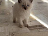 Show kalite british shorthair yavrular