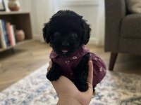 Teacup toy maltipoo minikler
