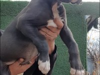 Great Dane ( Danua A Secereli )