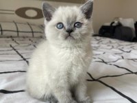 Irk Ve Sağlık Garantili British Shorthair Kedileri