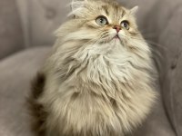 British longhair 4 aylık kedisi