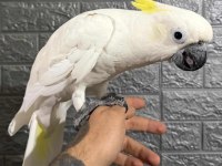 Full evcil kakadu papağanı