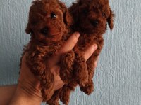 Kore red brown poodle yavrular