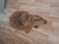 Poodle erkek köpeğimizi çiftleştirme
