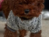 Mikro Boy Bebekler ve 4 Aylık Dişi DarkRed Toy Poodle