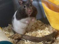 Hamster-Gonzales Yavrularımız Heryere Gönderim