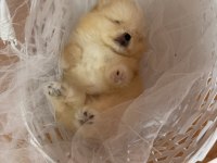 Teddy bear pomeranian boo