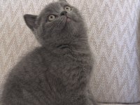 Kalan Son British Shorthair Yavrumuz Yuvasına Gitmeye Hazır