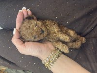 Kore poodle