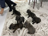 Safkan cane corso yavruları sahiplendirme