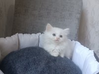 British longhair beyaz ve blue point yavrularımız