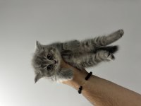Sağlıklı WC eğitimli british shorthair