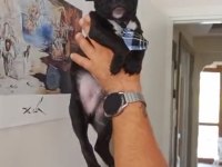 ACİL STANDART TEACUP ERKEK FRENCH BULLDOG YAVRU 2 AYLIK