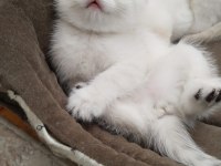 Safkan ve Sevecen British Shorthair Bebişler