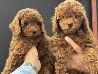 Petmode Köpek Çiftliğinden Toy Poodle Yavrularımız