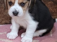 Safkan ırk garantili beagle bebekler