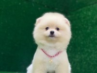 Pomeranian boo yavrumuz çok tatlı