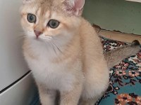 4 aylık dişi british golden dişi kedimizi sahiplendireceğiz