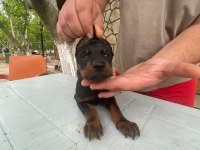 Estetikli ve Estetiksiz Doberman Yavrular