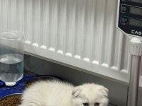 Ayı surat top kafa sıfır kulak bebek kediler