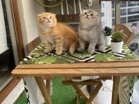 Scottish fold ev british shorthair show bebekler