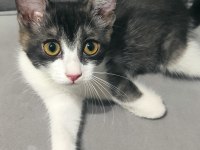 British Shorthair ve melez yavru