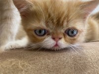 Exotic Shorthair Yavru Erkek 2 Aylık