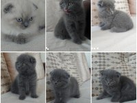 2 aylık scottish fold yavru kedilerimiz