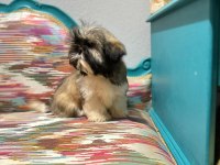 Orjinal shih-tzu yavrularımız
