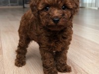 Poodle en en küçük boy 0 numara orijinal teacup yavrular