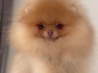 Show kalite şecereli anne baba pomeranian