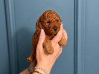 Toy Poodle Yavruları Erkek