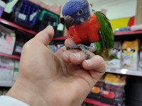 İnanılmaz Güzel Renklere Sahip Bebek Gökkuşağı Lori