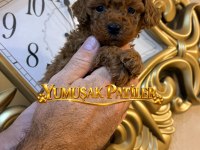 Red Brown Toy Poodle