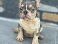 French bulldog köpekler