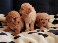 SEVİMLİ POODLE YAVRULAR