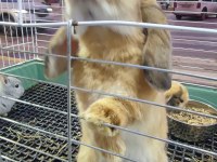 Hollanda mini lop cüce tavşan