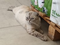 Aşırı Uysal Ev Kedisi