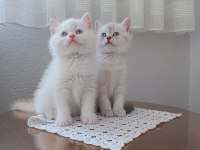 Sadece aileye british shorthair