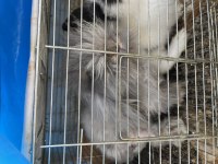 Hollanda lop tavşanı (takım) açıklamaya bakın
