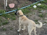 Yavru Kangal 7 Aylık