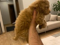 2 aylık poodle maltipoo kırma